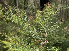 Sannantha pluriflora
