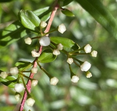 Sannantha pluriflora