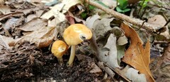 Marasmius strictipes