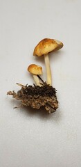 Marasmius strictipes