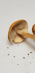 Marasmius strictipes