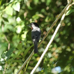 Pachyramphus aglaiae