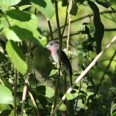 Pachyramphus aglaiae