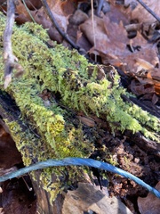 Callicladium imponens