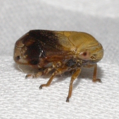 Clastoptera achatina