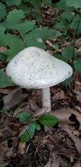 Amanita suballiacea