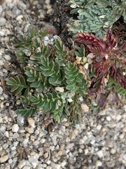 Oreoxis alpina