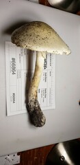Amanita suballiacea