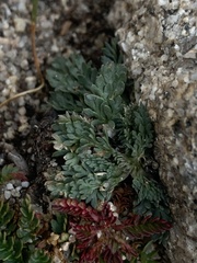 Oreoxis alpina
