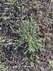 Plantago coronopus