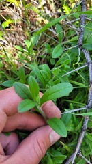 Myosotis discolor