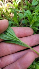 Myosotis discolor