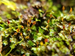 Fissidens taxifolius