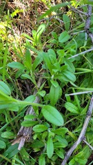 Myosotis discolor