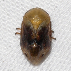 Clastoptera achatina