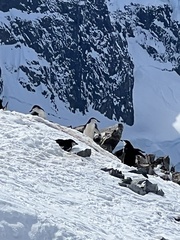 Pygoscelis antarcticus