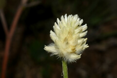 Pfaffia ninae