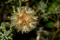 Microgyne marchesiana