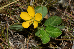 Senna nana