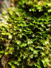 Fissidens taxifolius
