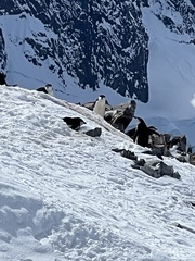 Pygoscelis antarcticus