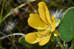 Senna nana
