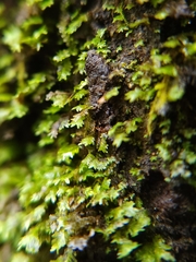 Fissidens taxifolius