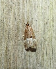 Scoparia minusculalis