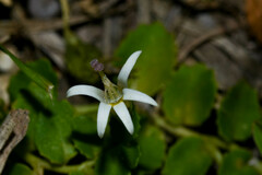Lobelia hederacea