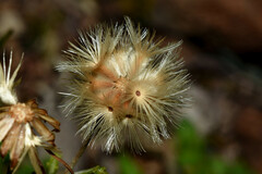 Microgyne marchesiana