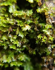 Fissidens taxifolius