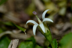 Lobelia hederacea