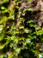 Fissidens taxifolius