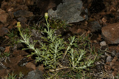 Microgyne marchesiana