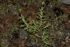 Microgyne marchesiana