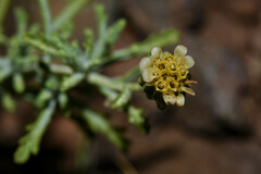 Microgyne marchesiana