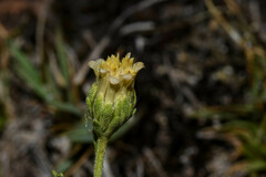 Microgyne marchesiana