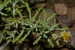 Microgyne marchesiana