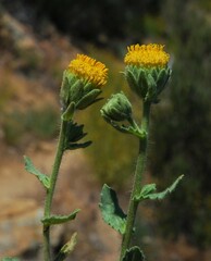 Geraea viscida