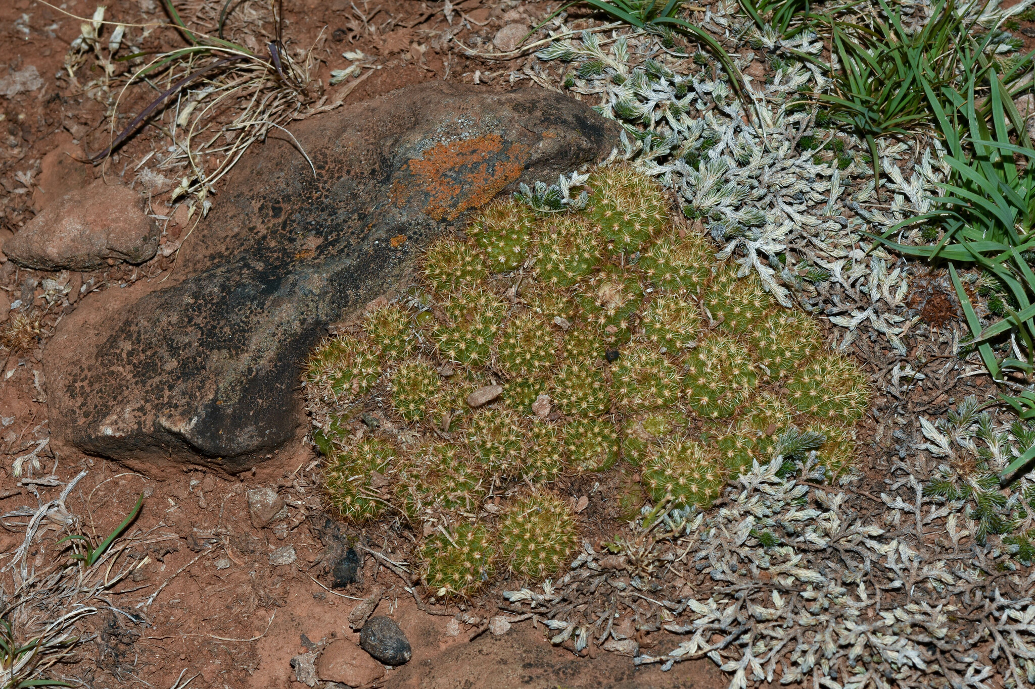 Imagem de Cacto-fraileia