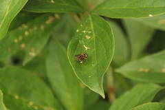 Epistrophella emarginata