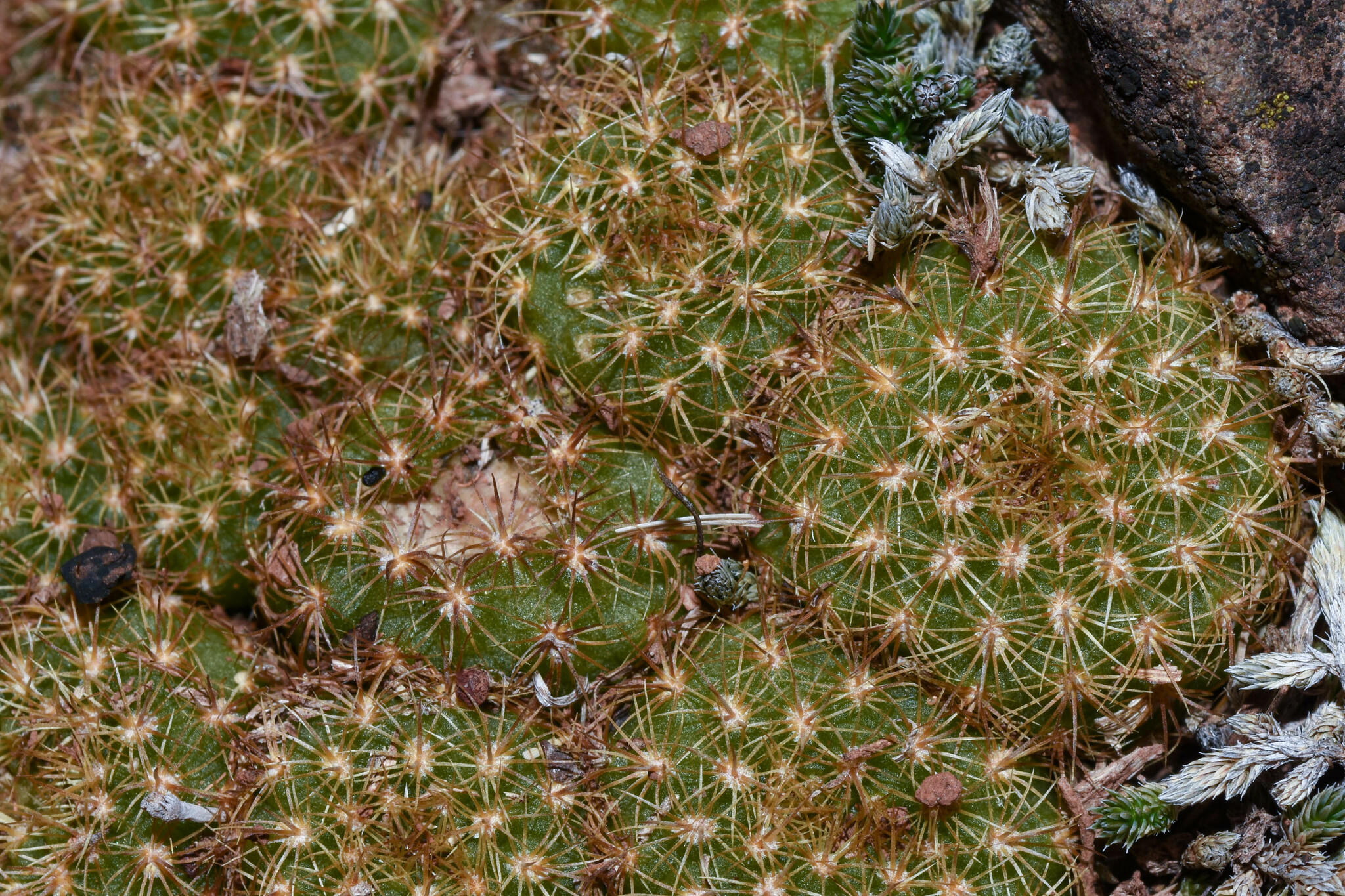 Imagem de Cacto-fraileia