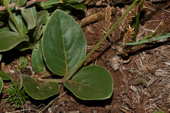 Pfaffia ninae