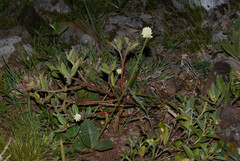 Pfaffia ninae