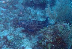 Mycteroperca bonaci