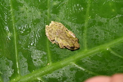 Kurixalus eiffingeri