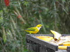 Tangara icterocephala