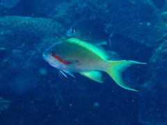 Pseudanthias huchtii