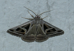 Callistege intercalaris