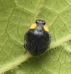 Apolinus lividigaster